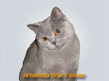 Artemida Wax Flower