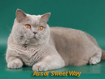 Assol Sweet Way