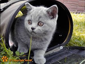     Babayka BriRus